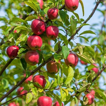 Malus domestica 'MN-33' PP35,830