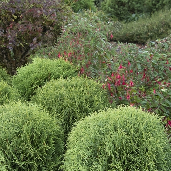 Thuja occidentalis 'Little Giant'
