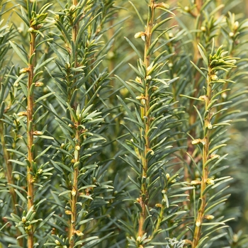 Taxus x media 'H.M. Eddie' 