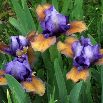 Iris germanica 'Blueberry Tart' 