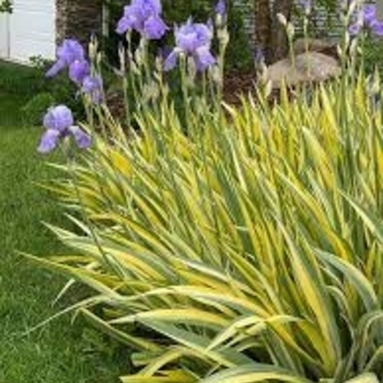 Iris pallida 'Aurea-Variegata' 