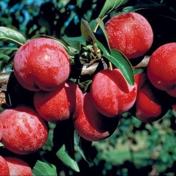 Prunus 'Pembina' 