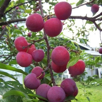 Prunus salicina 'Toka' 