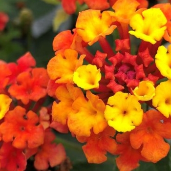 Lantana camara 'Fireworks'