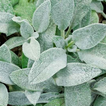 Stachys byzantina 'Big Ears'