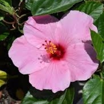 Hibiscus rosa-sinensis 'Seminole Pink' 