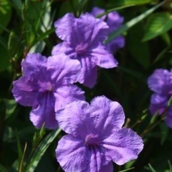 Ruellia brittoniana 'Purple Showers' 