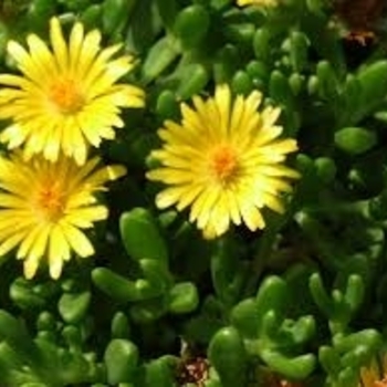 Delosperma congestum 'Gold Nugget' 