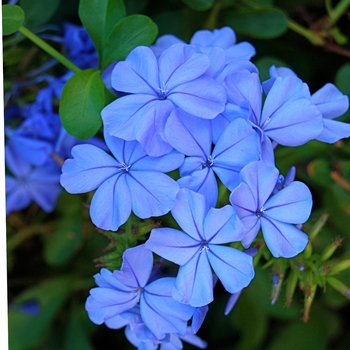 Plumbago auriculata 'Dark Blue'