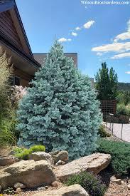 Abies pinsapo 'Glauca' 