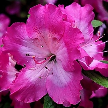 Rhododendron 'Martha Hitchcock' 