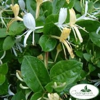 Lonicera japonica 'Halliana' 