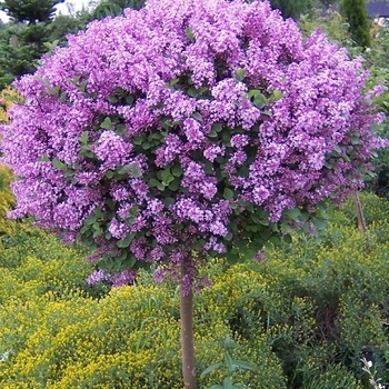 Syringa meyeri 'Anny200809' PP31300