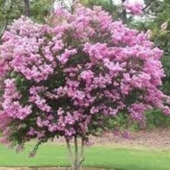 Lagerstroemia indica 'Whit VIII' PP16616