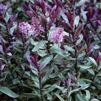 Hebe 'Swell' USPP30586P2