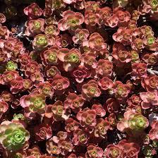 Sedum spurium