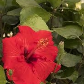 HIbiscus rosa-sinensis 'Hiroshi1' PP16,137