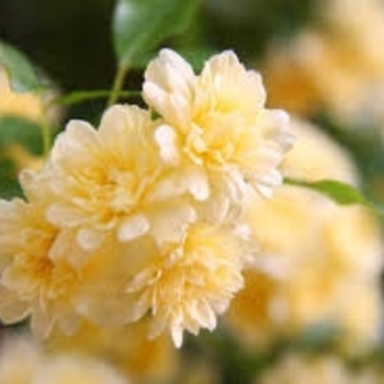 Rosa banksiae 'Lutea'