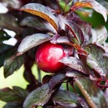 Prunus cerasifera 'Hollywood' 