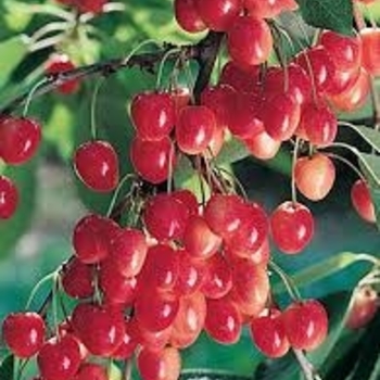 Prunus avium 'Royal Ann'