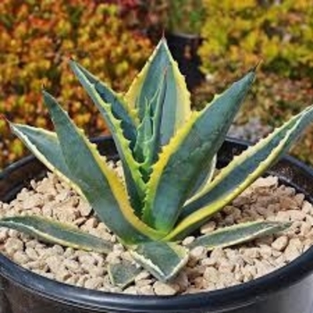 Agave americana 'Variegata' 