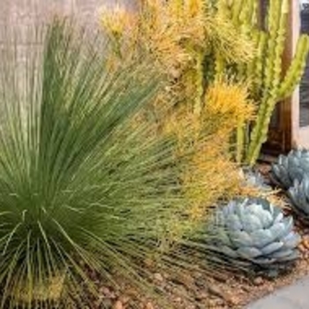 Dasylirion longissimum