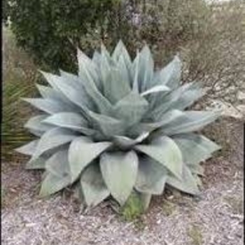 Agave ovatifolia 'Vanzie' 