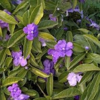 Brunfelsia pauciflora 'Floribunda' 