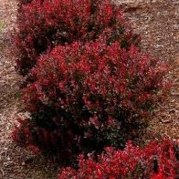 Berberis thunbergii 'Pygmy Ruby&trade;' Pygruzam