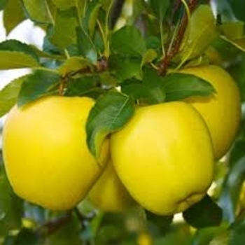Malus domestica 'Golden Dorsett'