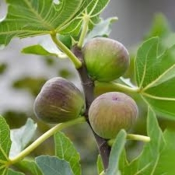 Ficus carica 'Little Ruby' 