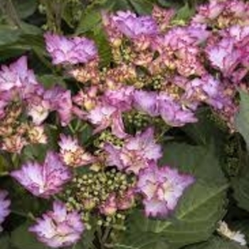Hydrangea macrophylla 'CAMFRE29' PP35299