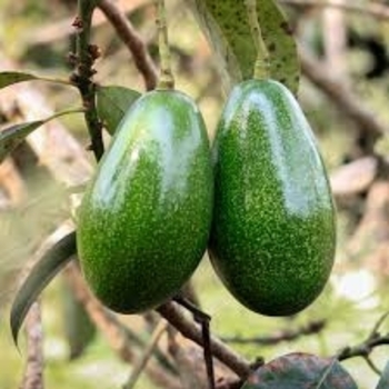 Persea americana 'Stewart' 