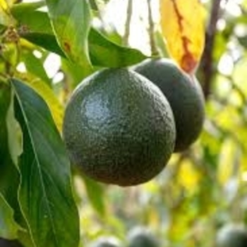 Persea americana 'Holiday' 