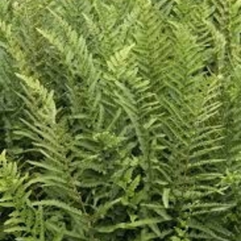 Dryopteris tokyoensis 'T-Rex' PP32746P2