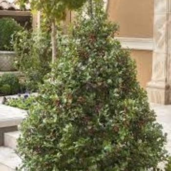 Ilex x meserveae 'Blue Girl & Blue Boy' USPP29282P3