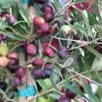 Olea europaea 'Arbequina' 