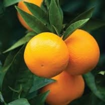 Citrus sinensis 'Lane Late' 