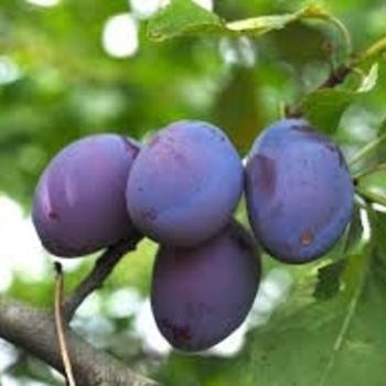 Prunus domestica 'Early Italian'