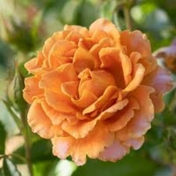 Rosa 'Pumpkin Patch&trade;' PP21605