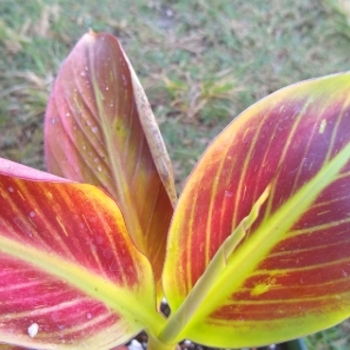 Musa 'Multiple Varieties' 