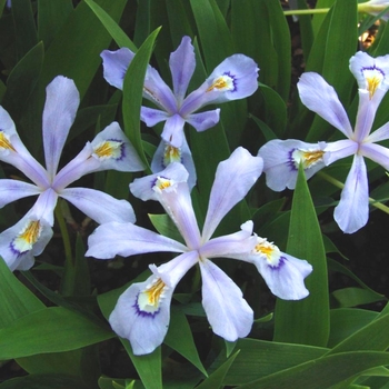 Iris cristata 'Powder Blue Giant'