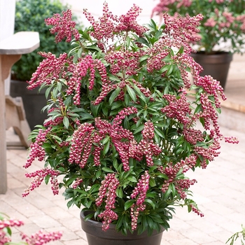 Pieris japonica 'Passion' 