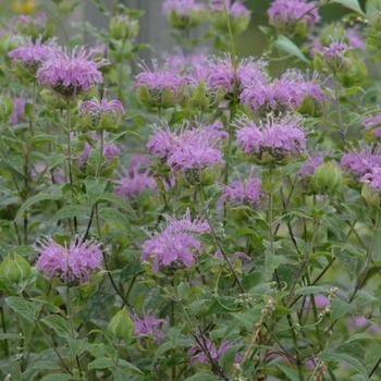 Monarda fistulosa