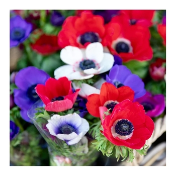 Anemone coronaria 'Blu' PP26749P2