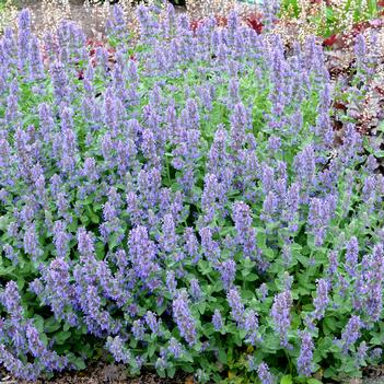 Nepeta subsessilis 'Blue Dreams' 