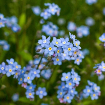 Myosotis alpestris 'Ultramarine' 