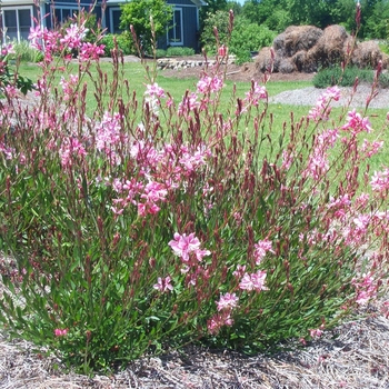 Gaura lindheimeri 'Siskiyou Pink' 