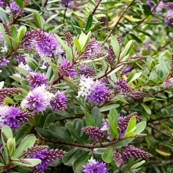 Hebe buxifolia
