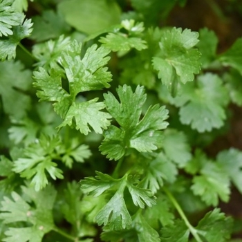 Petroselinum crispum var. neapolitanum